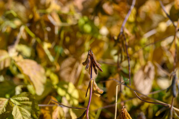 Botanist examines soybeans, Researcher studies pod surface intricacies, High magnification analysis of soybean seed surfaces and pod structures in laboratory environment