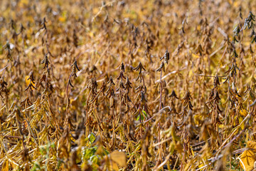 Soybean plant overview, Dry pods indicate plant maturity, Closeup shows seed ripeness and plant resilience, Earthy tones highlight crop durability and farm health status