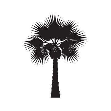 "South Carolina's Sabal Palmetto"