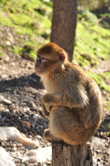 Fototapeta premium Picture of the monkey