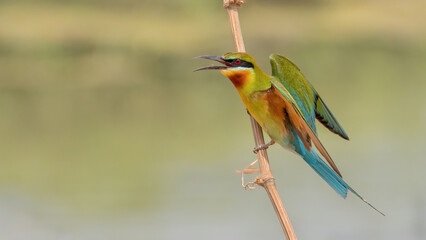 Fototapeta premium A beautiful close-up view of a Blue-tailed Bee-eater (Merops philippinus) bird in a blurred background. West Bengal, India