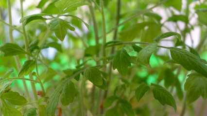 leaves of young tomatoes on the windowsill