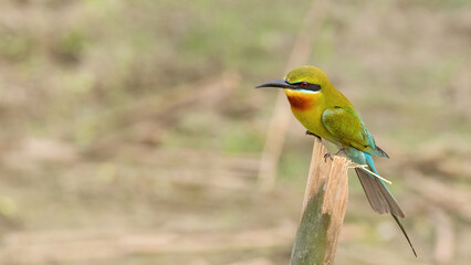 A beautiful close-up view of a Blue-tailed Bee-eater (Merops philippinus) bird in a blurred background. West Bengal, India