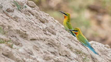 A beautiful close-up view of two Blue-tailed Bee-eater (Merops philippinus) birds in a blurred background. West Bengal, India