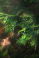 Autumn forest plants with soft focus and watercolor bokeh