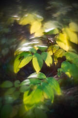 Autumn forest plants with soft focus and watercolor bokeh