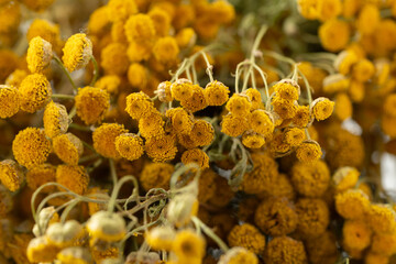 Dried tansy flowers macro close-up in natural light