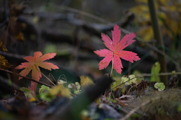 Red autumn leaves in dark forest background