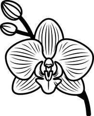 Black and white orchid with a bee vector illustration on white background
