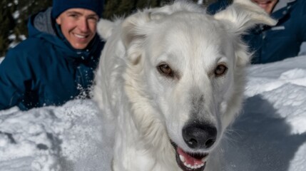 White fluffy dog frolics through crispy snow, joyful winter escapade, Caucasian man in background, reminiscent of Ice Fest