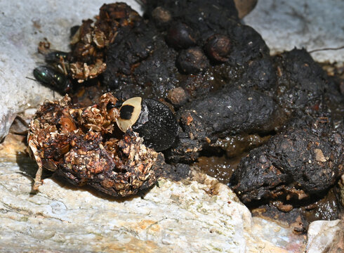 American Carrion Beetle (Necrophila americana) feeding on animal scat