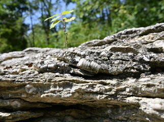 Crinoid fossils in limestone rock near green trees © Pam Morgan