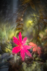 Red autumn leaves in dark forest background