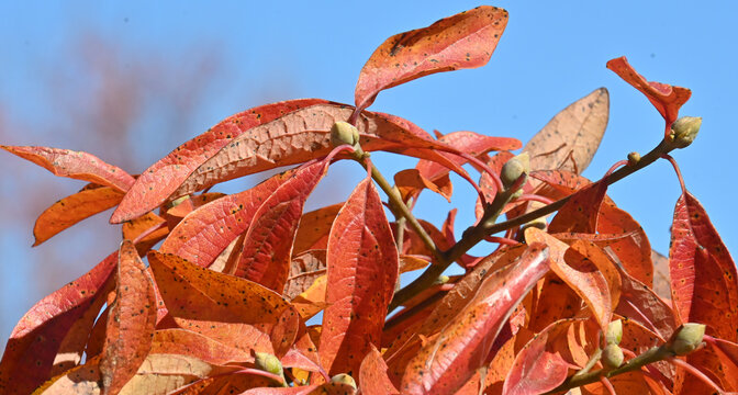 Red and orange sassafras leaves in autumn