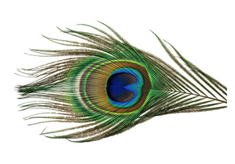 Isolated peacock feather with vivid iridescent colors, an exotic and beautiful plumage