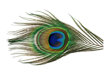 Isolated peacock feather with vivid iridescent colors, an exotic and beautiful plumage