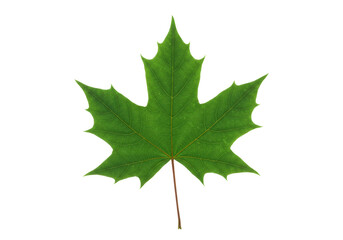 Isolated green maple leaf, perfect for autumn designs and Canada related visual elements