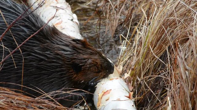 North American beaver chews through tree limb in Algonquin Park, Ontario, Canada
