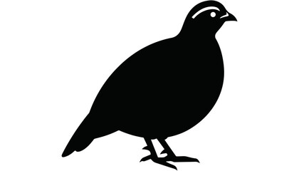 Find the best california quail illustration vector image now