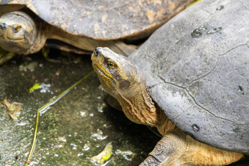 Turtle conservation efforts protecting aquatic life in natural habitats wildlife close-up view