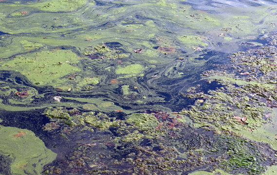 Colorful green algae swirling in a pond
