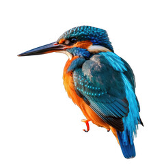 Vibrant Kingfisher Bird with Iridescent Blue and Orange Plumage Perched with Sharp Beak Against Black Background