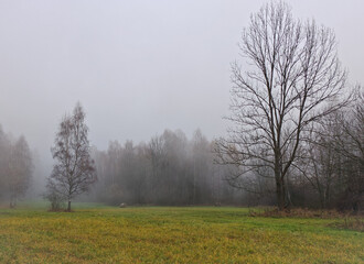 Wide view of a fog-covered autumn meadow bordered by leafless trees. The soft mist creates a serene and quiet woodland atmosphere.