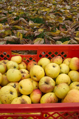 Self-grown apples Autumn leaves