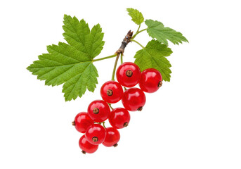 Isolated bunch of vibrant red currant berries on branch with leaves, fresh fruit, healthy