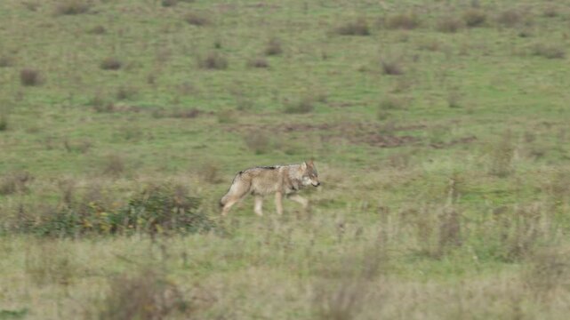 Grey wolf walking through the Dutch nature
