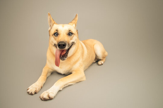 Close-up of a toothless mixed breed husky dog with its tongue hanging out of its mouth lying down in front of a grey background