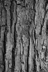 Obraz premium Graphic for design. wood texture, dark wooden abstract background