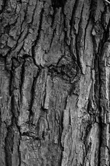 Graphic for design. wood texture, dark wooden abstract background