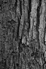 Graphic for design. wood texture, dark wooden abstract background