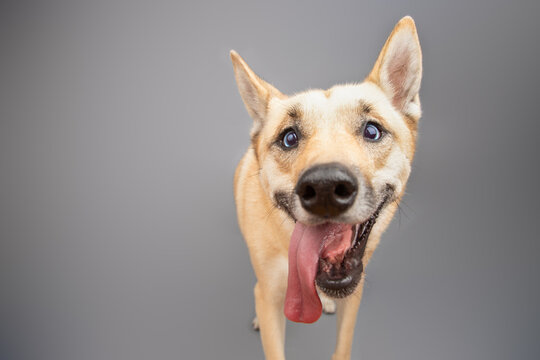 Close-up of a toothless mixed breed husky dog with its tongue hanging out of its mouth standing in front of a grey background