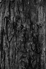 Graphic for design. wood texture, dark wooden abstract background