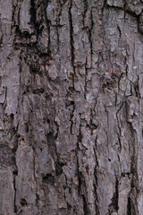 Graphic for design. wood texture, dark wooden abstract background
