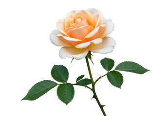 Isolated pale peach rose blossom and stem with green leaves, natural single flower