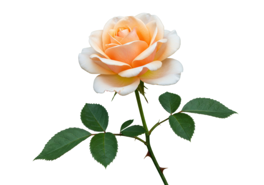 Isolated pale peach rose blossom and stem with green leaves, natural single flower