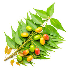 Neem fruit and leaves isolated on white background, a medicinal herb plant , ai generated image.