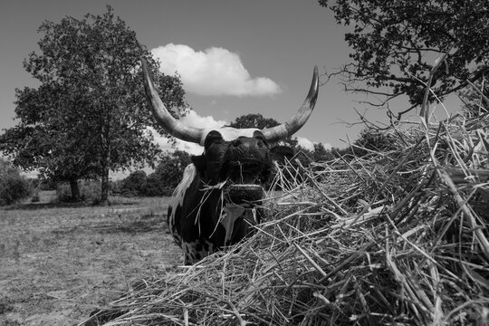 Corriente cow with horns closeup eating hay from bale on farm closeup in black and white.