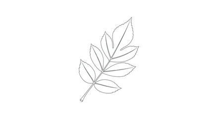 Poplar Leaf Thin Line Nature Drawing vector illusration