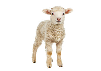 Isolated Lamb standing looking at the camera, a small, cute and fluffy baby sheep