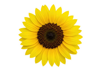 Isolated yellow sunflower on a neutral surface, beautiful summer bloom for cheerful design work
