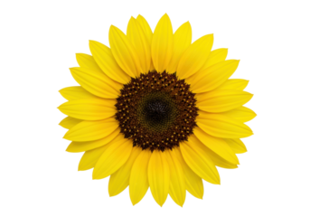 Isolated yellow sunflower on a neutral surface, beautiful summer bloom for cheerful design work