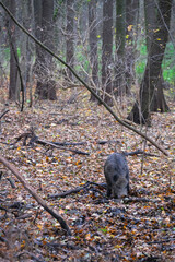 Wild boars are walking in the autumn forest