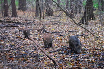Wild boars are walking in the autumn forest