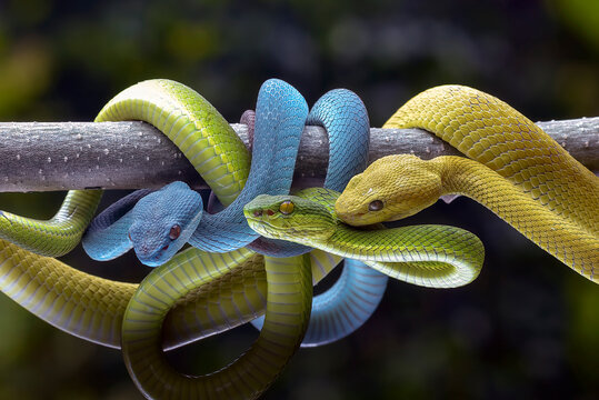 Close-up of three different coloured white-lipped pit vipers (Trimeresurus insularis) coiled around each other on a branch, Indonesia