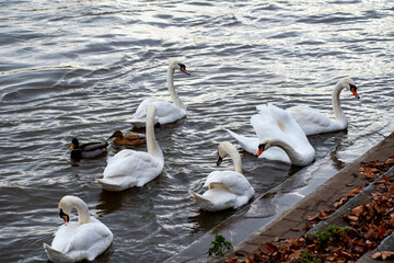 Mute Swan on the water of a river.