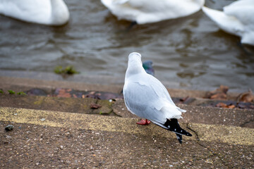 A Black-headed Gull standing on Victoria Embankment on the river Trent in Nottingham, UK.